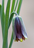 LAURENCE HILL COLLECTION OF FRITILLARIA: FRITILLARIA ELWESII