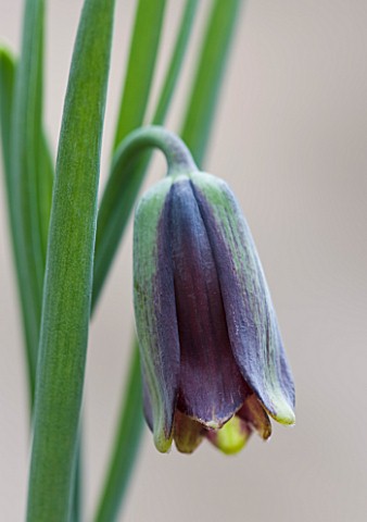 LAURENCE_HILL_COLLECTION_OF_FRITILLARIA_FRITILLARIA_ELWESII