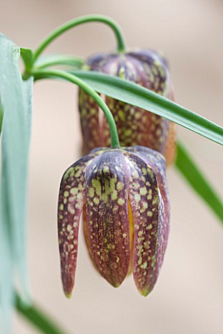 LAURENCE_HILL_COLLECTION_OF_FRITILLARIA_FRITILLARIA_ORIENTALIS