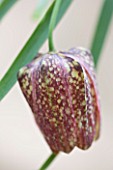 LAURENCE HILL COLLECTION OF FRITILLARIA: FRITILLARIA ORIENTALIS