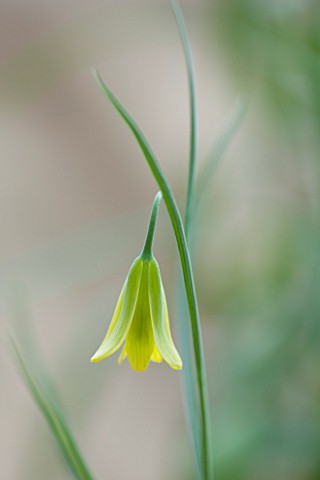 LAURENCE_HILL_COLLECTION_OF_FRITILLARIA_FRITILLARIA_FORBESII