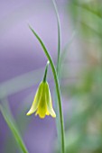 LAURENCE HILL COLLECTION OF FRITILLARIA: FRITILLARIA FORBESII