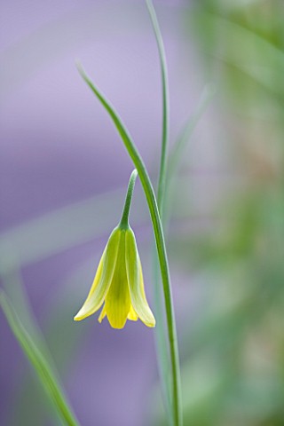 LAURENCE_HILL_COLLECTION_OF_FRITILLARIA_FRITILLARIA_FORBESII