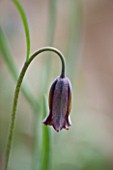 LAURENCE HILL COLLECTION OF FRITILLARIA: FRITILLARIA LATAKIENSIS