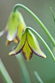 LAURENCE HILL COLLECTION OF FRITILLARIA: FRITILLARIA CARICA
