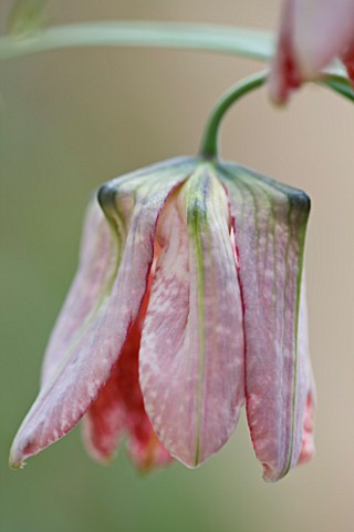 LAURENCE_HILL_COLLECTION_OF_FRITILLARIA_FRITILLARIA_WALUJEWII