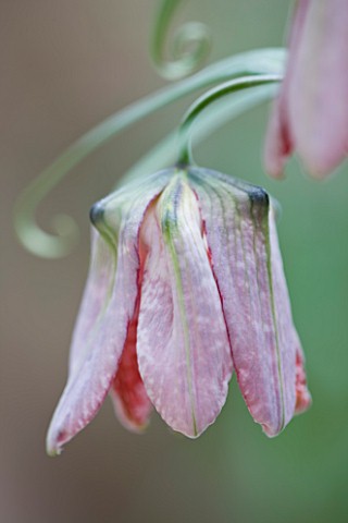 LAURENCE_HILL_COLLECTION_OF_FRITILLARIA_FRITILLARIA_WALUJEWII