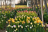 BLOMS BULBS  HERTFORDSHIRE: TULIPS GROWING FOR THE CHELSEA FLOWER SHOW DISPLAY