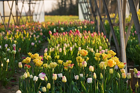 BLOMS_BULBS__HERTFORDSHIRE_TULIPS_GROWING_FOR_THE_CHELSEA_FLOWER_SHOW_DISPLAY