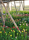 BLOMS BULBS  HERTFORDSHIRE: TULIPS GROWING FOR THE CHELSEA FLOWER SHOW DISPLAY