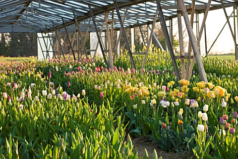 BLOMS_BULBS__HERTFORDSHIRE_TULIPS_GROWING_FOR_THE_CHELSEA_FLOWER_SHOW_DISPLAY