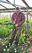 BLOMS BULBS  HERTFORDSHIRE: PICKING TULIPS FOR THE CHELSEA FLOWER SHOW DISPLAY