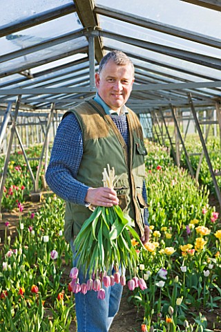 BLOMS_BULBS__HERTFORDSHIRE_PICKING_TULIPS_FOR_THE_CHELSEA_FLOWER_SHOW_DISPLAY