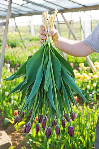 BLOMS_BULBS__HERTFORDSHIRE_FRESHLY_PICKED_TULIP_QUEEN_OF_NIGHT_FOR_THE_CHELSEA_FLOWER_SHOW_DISPLAY