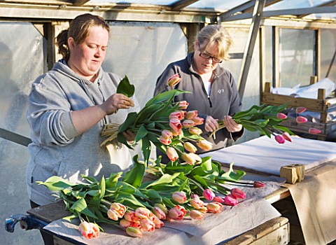 BLOMS_BULBS__HERTFORDSHIRE_TULIPS_BEING_WRAPPED_READY_TO_BE_PUT_IN_THE_FREEZER_UNTIL_THE_CHELSEA_FLO