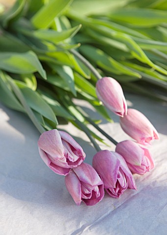 BLOMS_BULBS__HERTFORDSHIRE_TULIPS_PINK_DIAMOND_READY_TO_BE_WRAPPED_AND_PUT_IN_THE_FREEZER_UNTIL_THE_