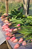 BLOMS BULBS  HERTFORDSHIRE: TULIPS READY TO BE WRAPPED