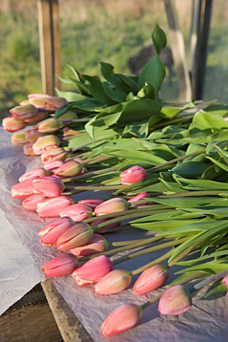 BLOMS_BULBS__HERTFORDSHIRE_TULIPS_READY_TO_BE_WRAPPED
