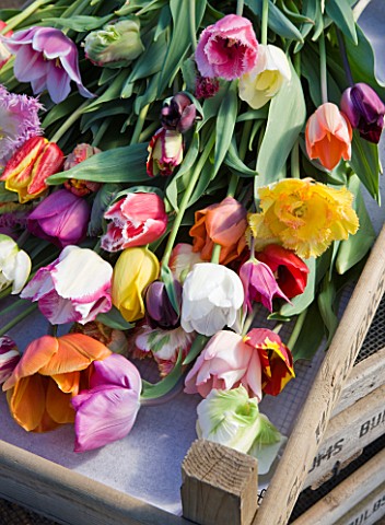 BLOMS_BULBS__HERTFORDSHIRE_TULIPS_WAITING_TO_BE__WRAPPED_READY_TO_GO_IN_THE_FREEZER_FOR_THE_CHELSEA_