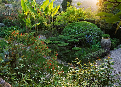 VILLA_FORT_FRANCE__GRASSE__FRANCE_THE_FRONT_GARDEN_WITH_CLIPPED_CLOUD_TOPIARY_AND_BANANAS