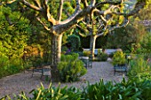 VILLA FORT FRANCE  GRASSE  FRANCE: A PLACE TO SIT - TERRACE WITH PLANE TREES AND EUPHORBIA CHARACIAS SSP  WULFENII