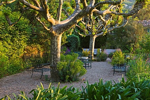 VILLA_FORT_FRANCE__GRASSE__FRANCE_A_PLACE_TO_SIT__TERRACE_WITH_PLANE_TREES_AND_EUPHORBIA_CHARACIAS_S