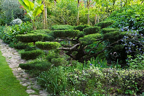 VILLA_FORT_FRANCE__GRASSE__FRANCE_THE_FRONT_GARDEN_WITH_PATH__CLOUD_TOPIARY_AND_BANANAS