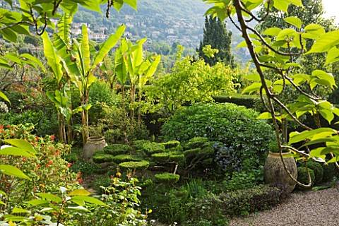 VILLA_FORT_FRANCE__GRASSE__FRANCE_THE_FRONT_GARDEN_WITH_CLOUD_PRUNED_TOPIARY_AND_BANANAS