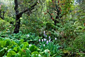 VILLA FORT FRANCE  GRASSE  FRANCE: THE WOODLAND WITH BERGENIA AND IRISES