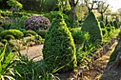 LA CASELLA, FRANCE: DRIVE, CLIPPED, TOPIARY, CONES, MEDITERRANEAN, FRENCH, FORMAL, GREEN, EVERGREENS, SUMMER, PROVENCE