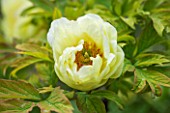 LA CASELLA, FRANCE: CLOSE UP PLANT PORTRAIT OF YELLOW FLOWERS OF PEONY. PAEONIA, MEDITERRANEAN, FRENCH, SUMMER, PROVENCE