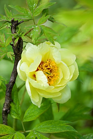 LA_CASELLA_FRANCE_CLOSE_UP_PLANT_PORTRAIT_OF_YELLOW_FLOWERS_OF_PEONY_PAEONIA_MEDITERRANEAN_FRENCH_SU