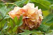 LA CASELLA, FRANCE: CLOSE UP PLANT PORTRAIT OF PEACH, ROSE FLOWERS OF PEONY. PAEONIA, MEDITERRANEAN, FRENCH, SUMMER, PROVENCE