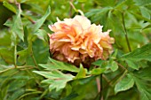 LA CASELLA, FRANCE: CLOSE UP PLANT PORTRAIT OF PEACH, ROSE FLOWERS OF PEONY. PAEONIA, MEDITERRANEAN, FRENCH, SUMMER, PROVENCE