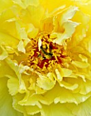LA CASELLA, FRANCE: CLOSE UP PLANT PORTRAIT OF YELLOW FLOWERS OF PEONY. PAEONIA, MEDITERRANEAN, FRENCH, SUMMER, PROVENCE