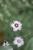 DESIGNER JAMES BASSON, SCAPE DESIGN, FRANCE: CLOSE UP PLANT PORTRAIT OF WHITE AND DARK RED FLOWER OF DIANTHUS ANATOLICUS - ANATOLIAN PINK - DRY, DROUGHT TOLERANT, PROVENCE