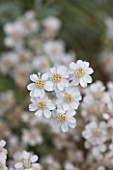 DESIGNER JAMES BASSON, SCAPE DESIGN, FRANCE: CLOSE UP OF WHITE FLOWERS OF ACHILLEA UMBELLATA - YARROW - DRY, DROUGHT TOLERANT, SUMMER, FLOWERING, PROVENCE, PERENNIAL