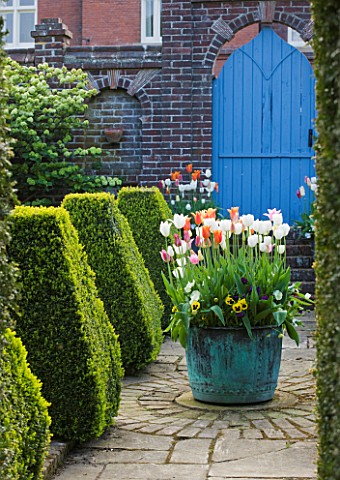 DODDINGTON_PLACE_GARDENS__KENT_BLUE_DOOR_AND_COPPER_CONTAINER_PLANTED_WITH_TULIPS