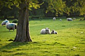 DODDINGTON PLACE GARDENS  KENT: SHEEP IN THE PARK