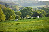 DODDINGTON PLACE GARDENS  KENT: SHEEP IN THE PARK WITH VIEW OF HILLS BEYOND