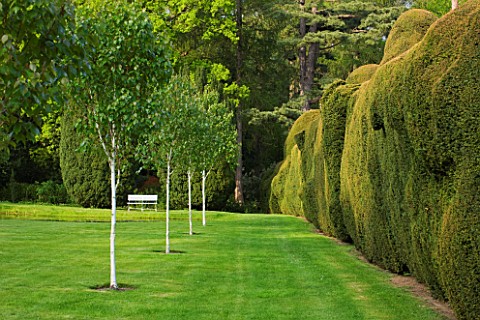 DODDINGTON_PLACE_GARDENS__KENT_SPRING__YEW_HEDGES_AND_AVENUE_OF_BETULA_GRAYSWOOD_GHOST