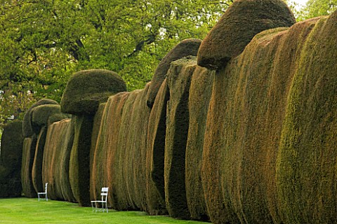 DODDINGTON_PLACE_GARDENS__KENT_MASSIVE_CLIPPED_YEW_HEDGES_IN_SPRING