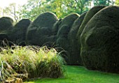 DODDINGTON PLACE GARDENS  KENT: MASSIVE CLIPPED YEW HEDGES IN SPRING