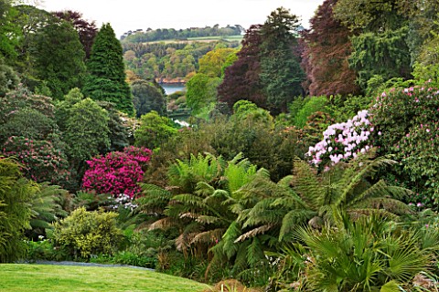 TREBAH_GARDEN__CORNWALL_VIEW_DOWN_THE_VALLEY_TO_THE_SEA_BEYOND