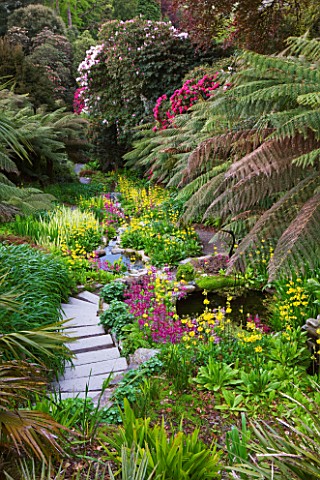 TREBAH_GARDEN__CORNWALL_THE_WATER_GARDEN_FLOWING_DOWN_THE_VALLEY_WITH_CANDELABRA_PRIMULAS_IN_SPRING