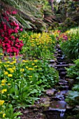 TREBAH GARDEN  CORNWALL: THE WATER GARDEN FLOWING DOWN THE VALLEY WITH CANDELABRA PRIMULAS IN SPRING
