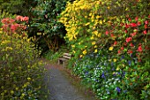 TREBAH GARDEN  CORNWALL: WOODLAND WALK WITH WOODEN BENCH AND RHODODENDRON LUTEUM