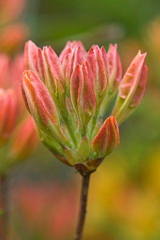 TREBAH_GARDEN__CORNWALL_EMERGING_BUDS_OF_RHODODENDRON_MRS_OLIVER_SLOCOCK