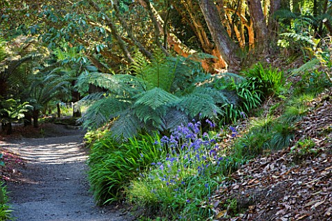 TREBAH_GARDEN__CORNWALL_TREE_FERNS_AND_BLUEBELLS_IN_THE_WOODLAND