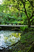 TREMENHEERE SCULPTURE GARDENS  CORNWALL: WOODEN DECKING WALKWAY WITH WOODEN BENCHES/ SEATS THROUGH THE WOODLAND WITH TREE FERNS AND POND